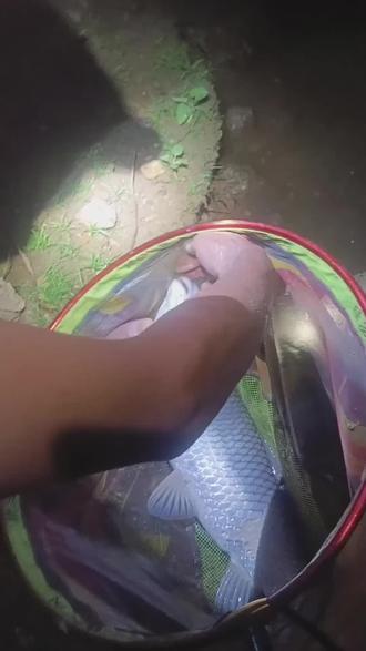 在水库夜钓技巧视频(在水库夜钓技巧视频教程)