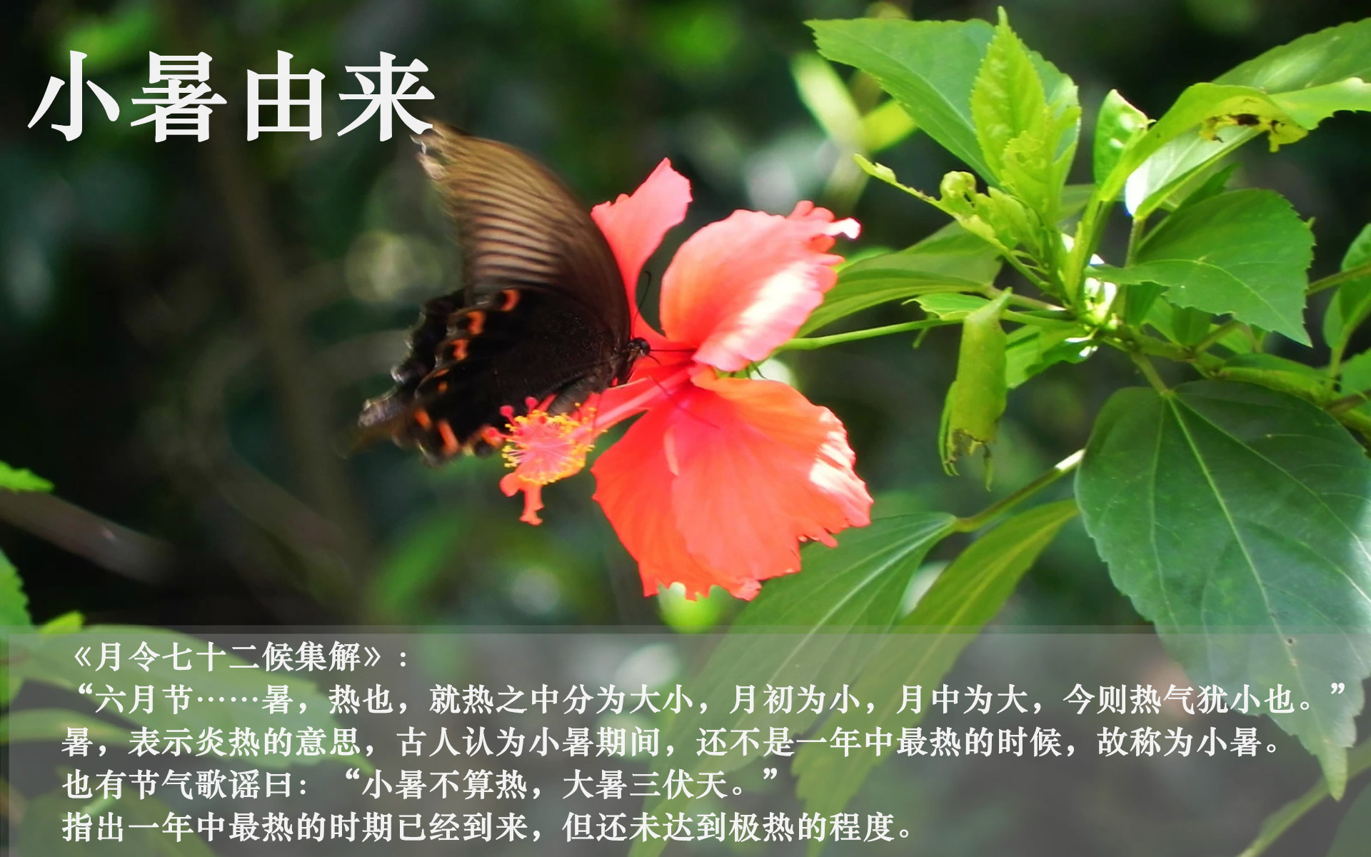 关于夏至到小暑钓鱼技巧的信息
