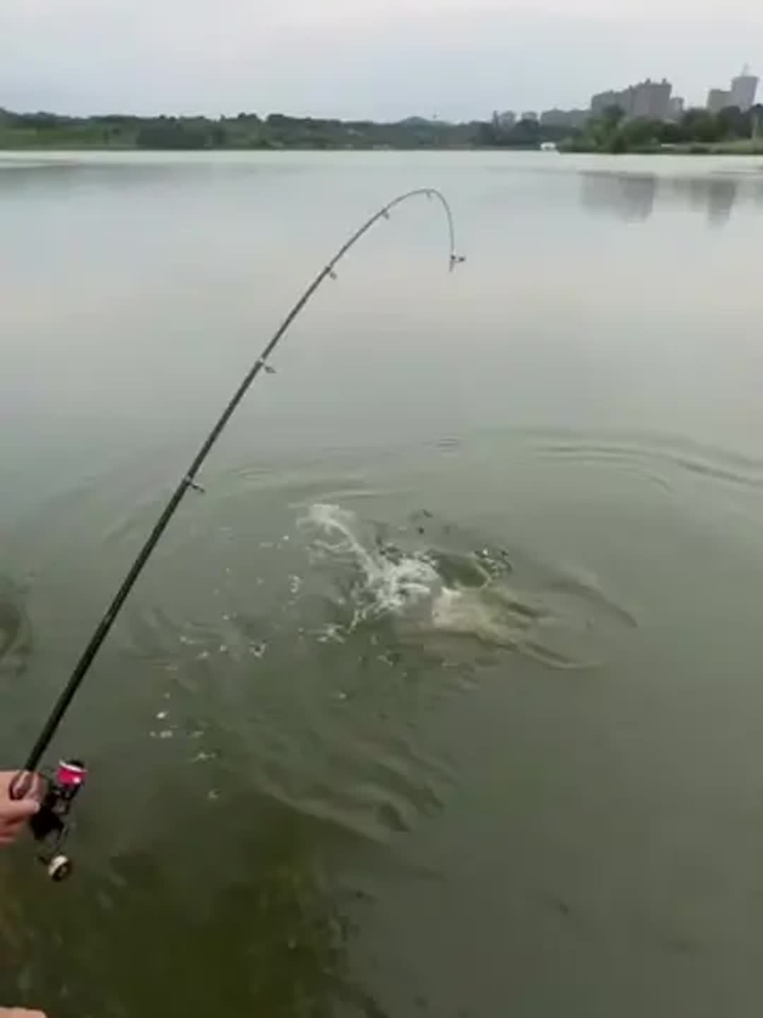 手海杆遛鱼技巧视频的简单介绍