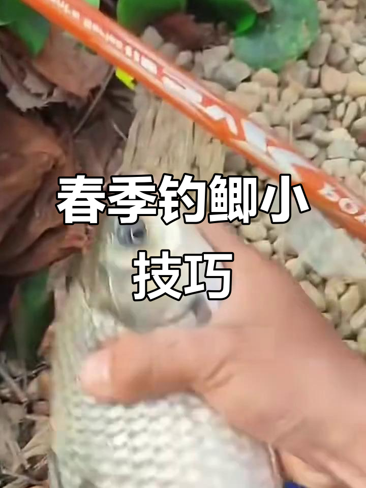 春季湖中钓鱼技巧(春季湖中钓鱼技巧视频)