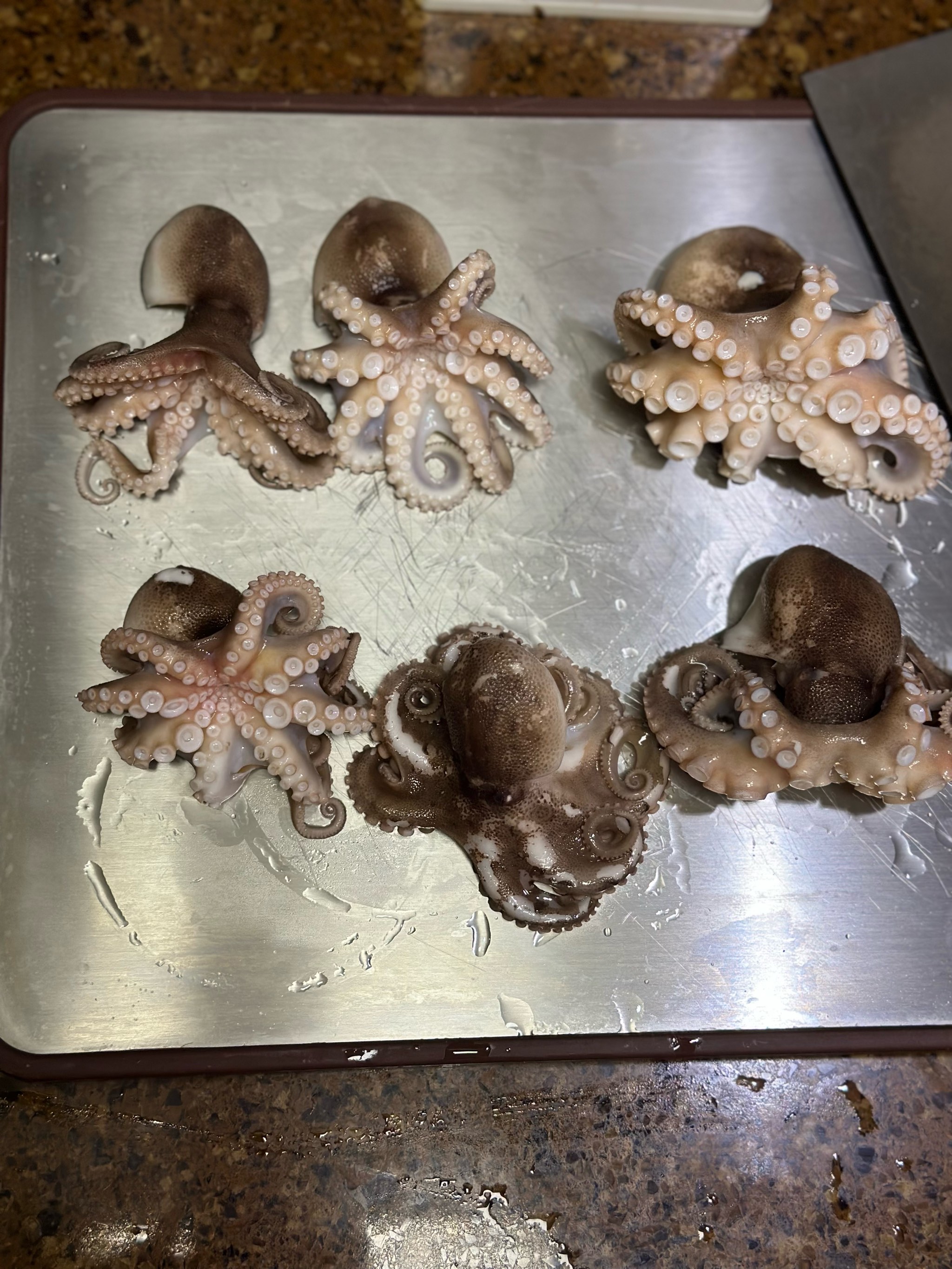 渤海钓八爪鱼(渤海八爪鱼几月好钓)