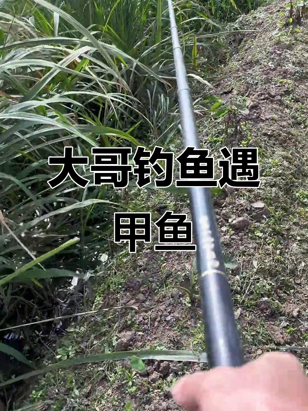 秋季钓甲鱼用饵技巧(初秋钓甲鱼最佳时间)