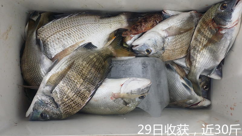 北海钓点更新(北海市钓鱼野钓地点)