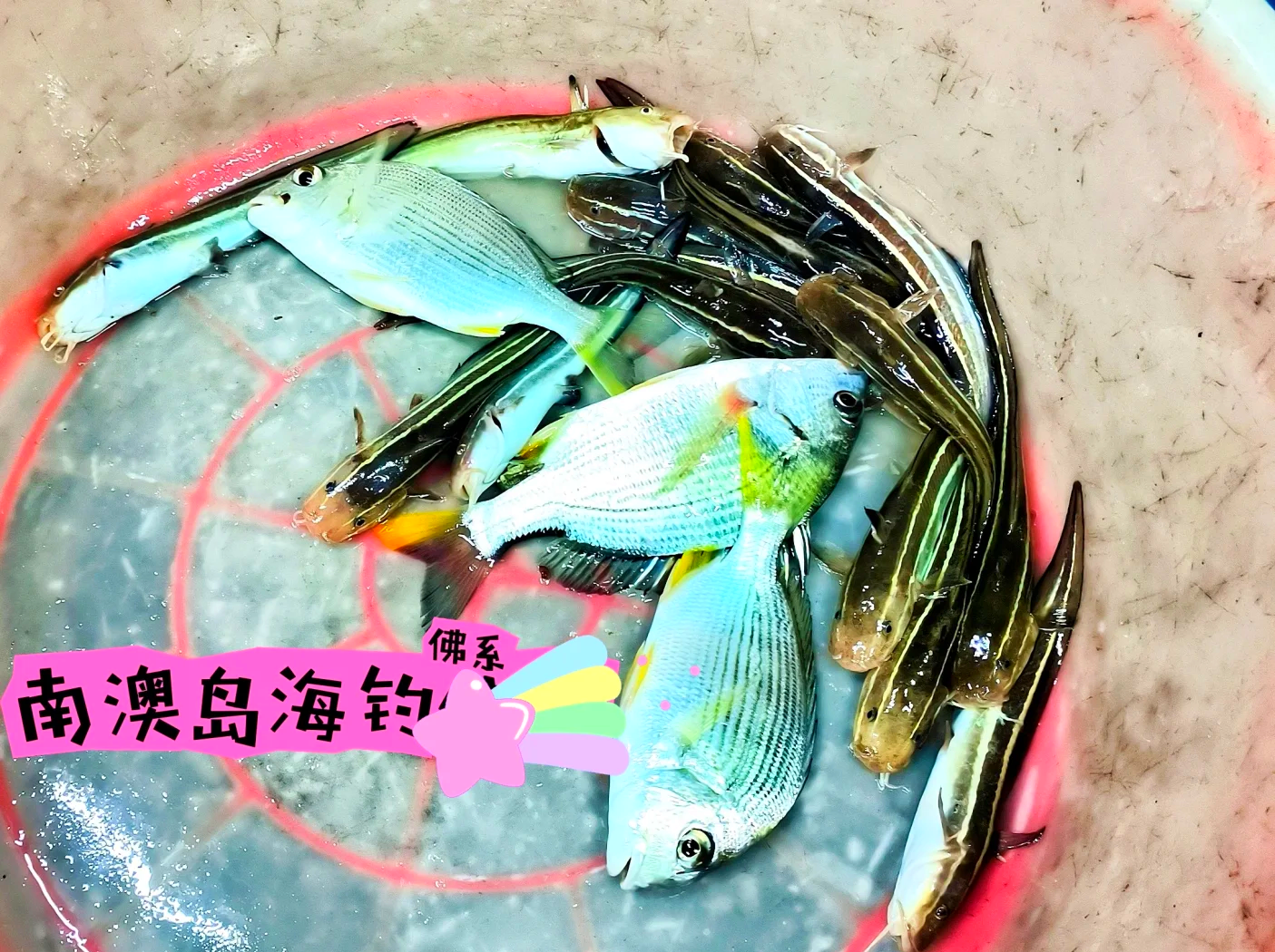 海钓小鱼盗饵(海钓鱼吃饵视频)