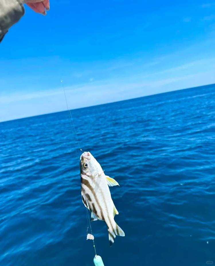 近海冬季海钓(近海冬季海钓好钓吗)
