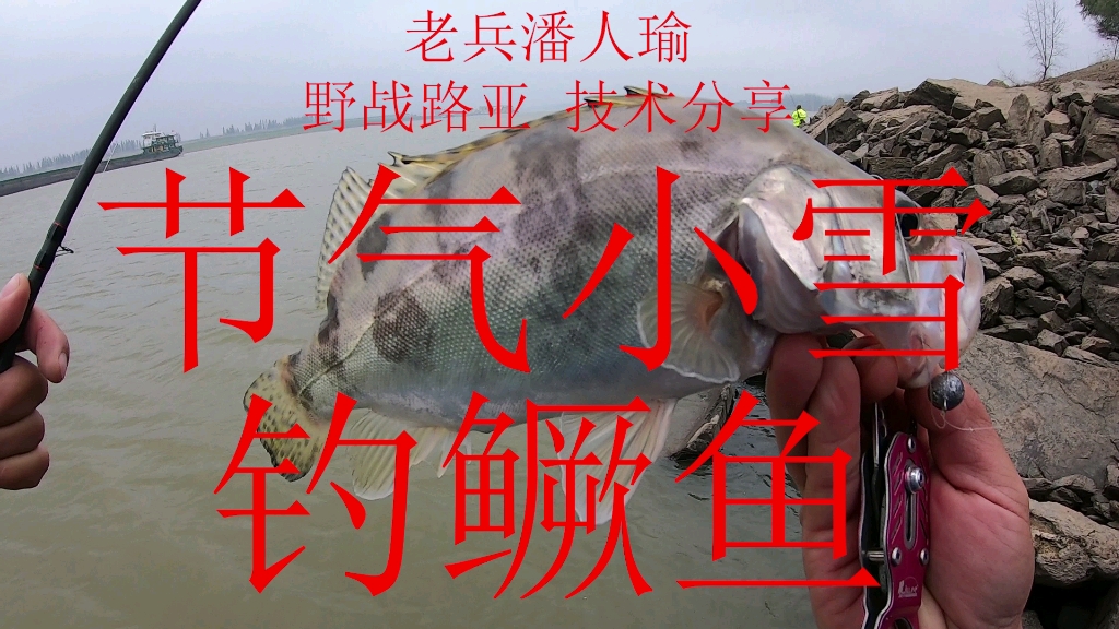 路亚鳜鱼等季节(路亚鳜鱼的黄金季节)