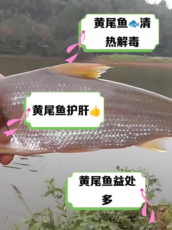 夏天钓夜黄尾鱼技巧(夏天钓夜黄尾鱼技巧视频)