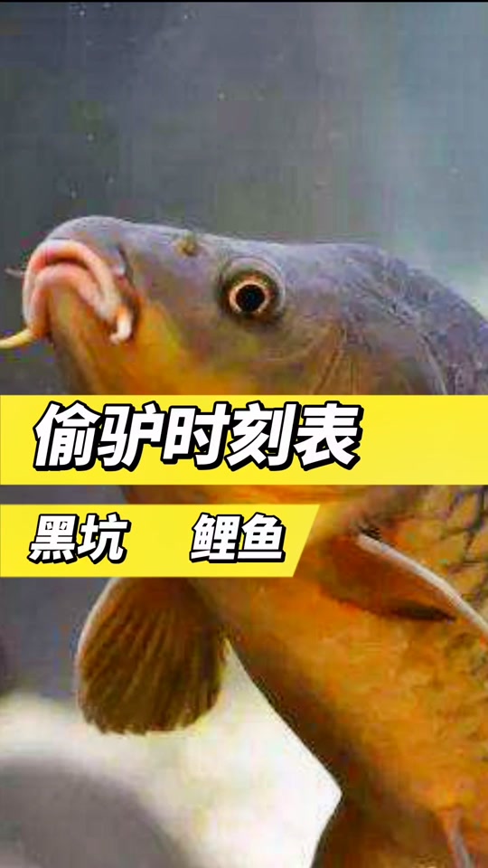 雨后黑坑钓鱼技巧(雨后黑坑钓鱼鱼口好吗)