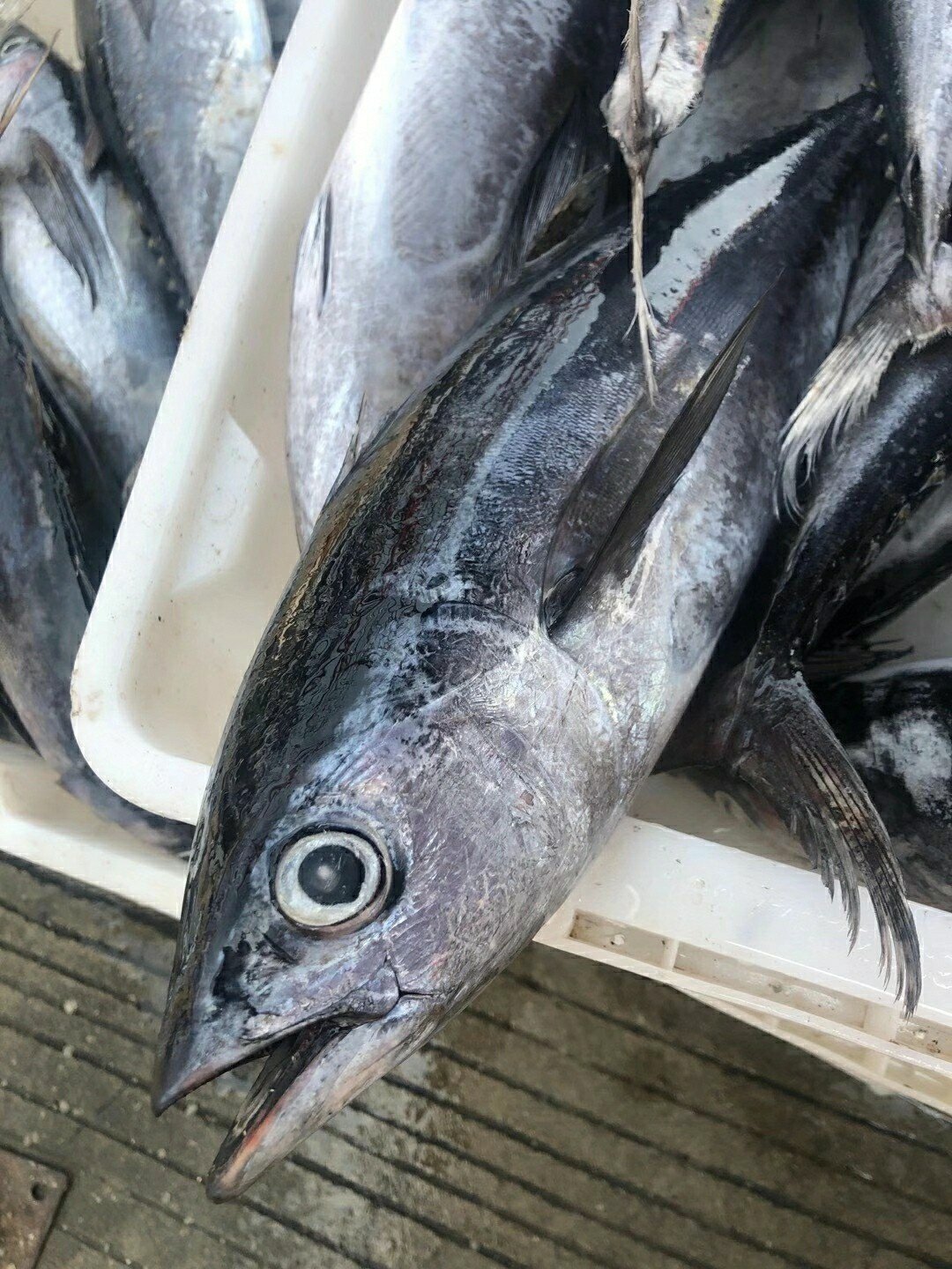 天津海钓金枪鱼(天津海钓金枪鱼哪里好)
