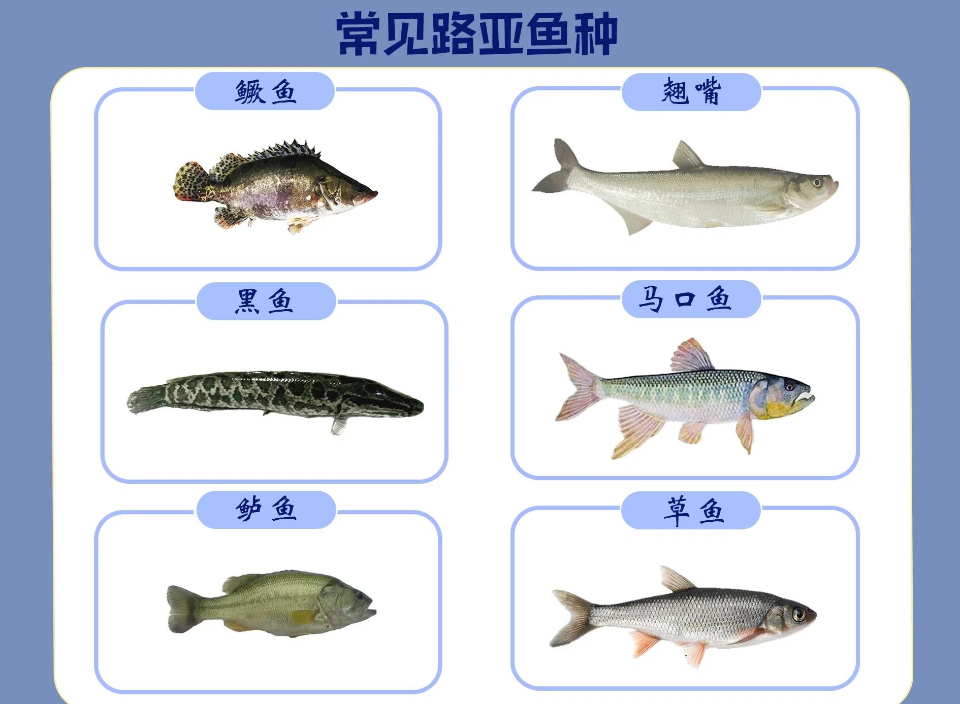 路亚钓鱼种(路亚钓哪几种鱼)