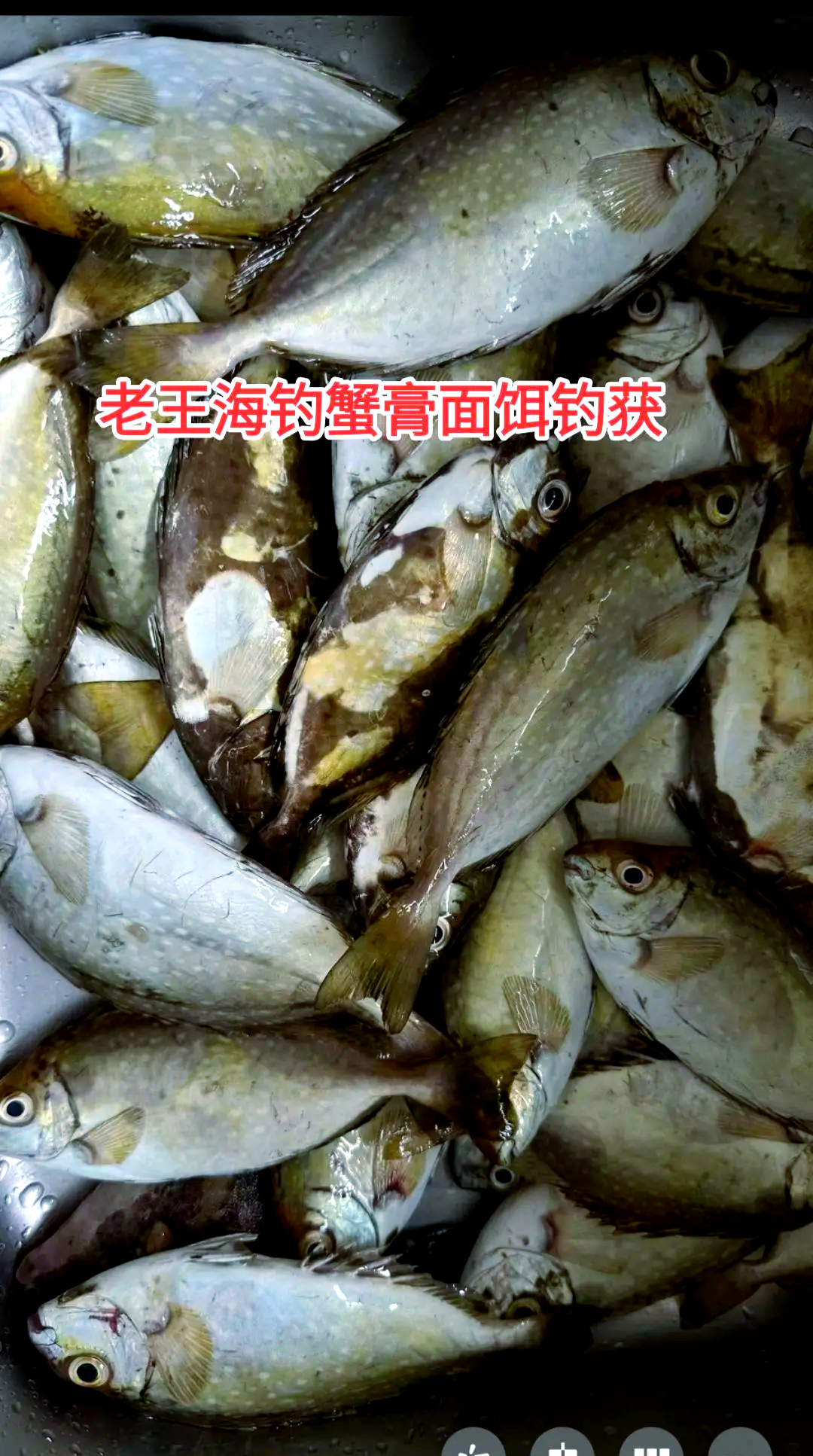 海钓面饵挂钩(海钓面食饵怎样配制)