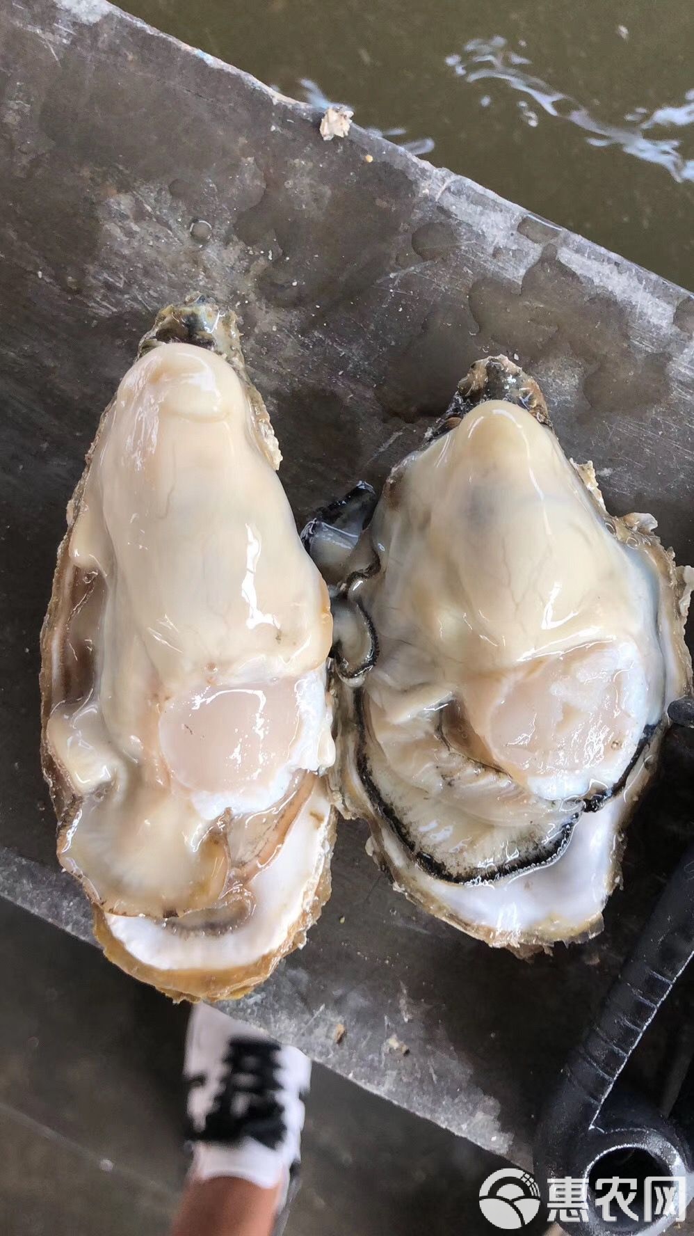 海钓用牡蛎(海蛎可以钓海鱼吗)