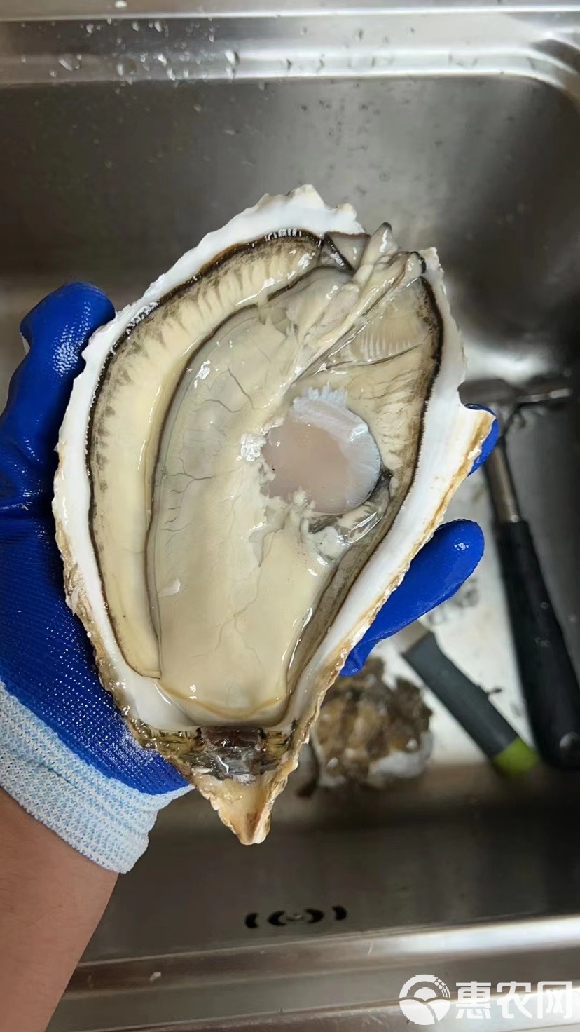 海钓用牡蛎(海蛎可以钓海鱼吗)