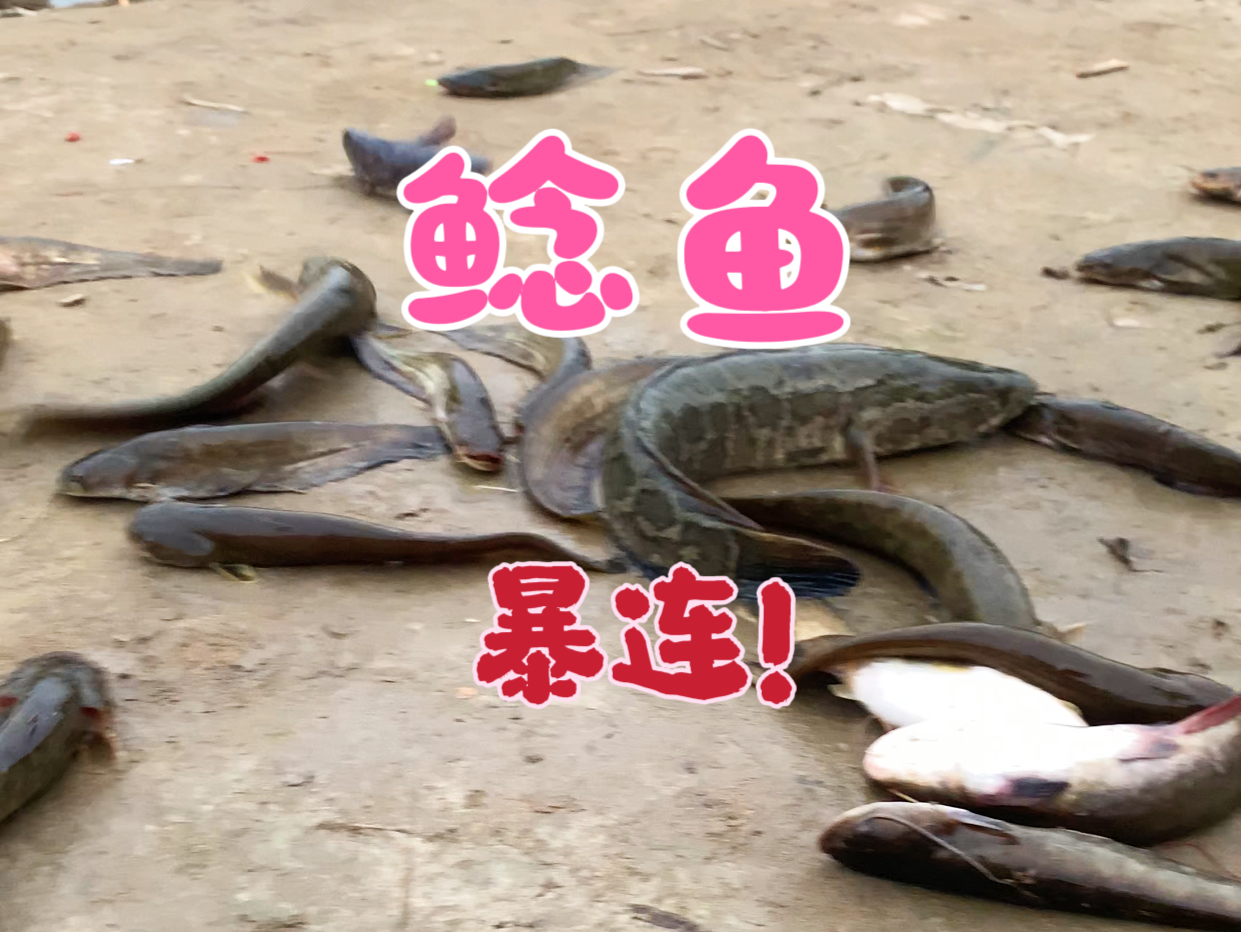 路亚夜钓鲶鱼技巧(路亚鲶鱼白天好还是晚上好)