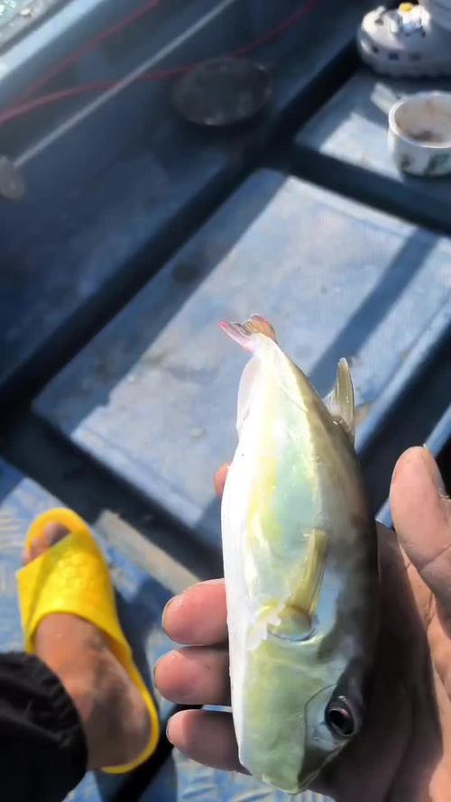 海钓目标鱼是什么(海钓目标鱼是什么鱼)