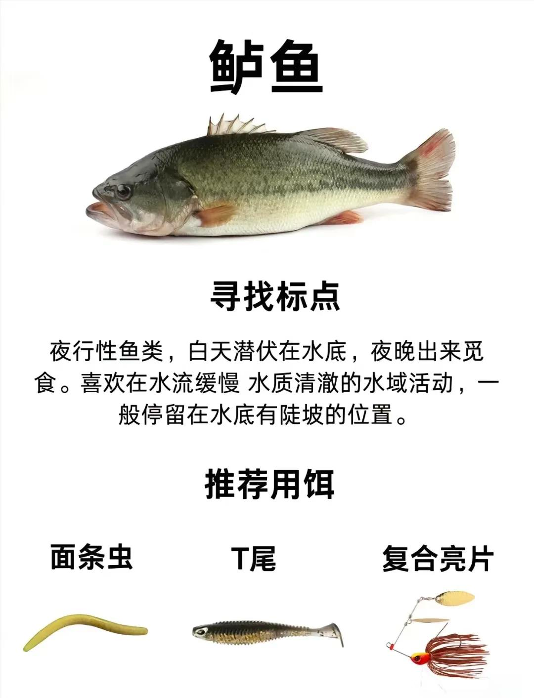 什么路亚好(什么路亚好用)