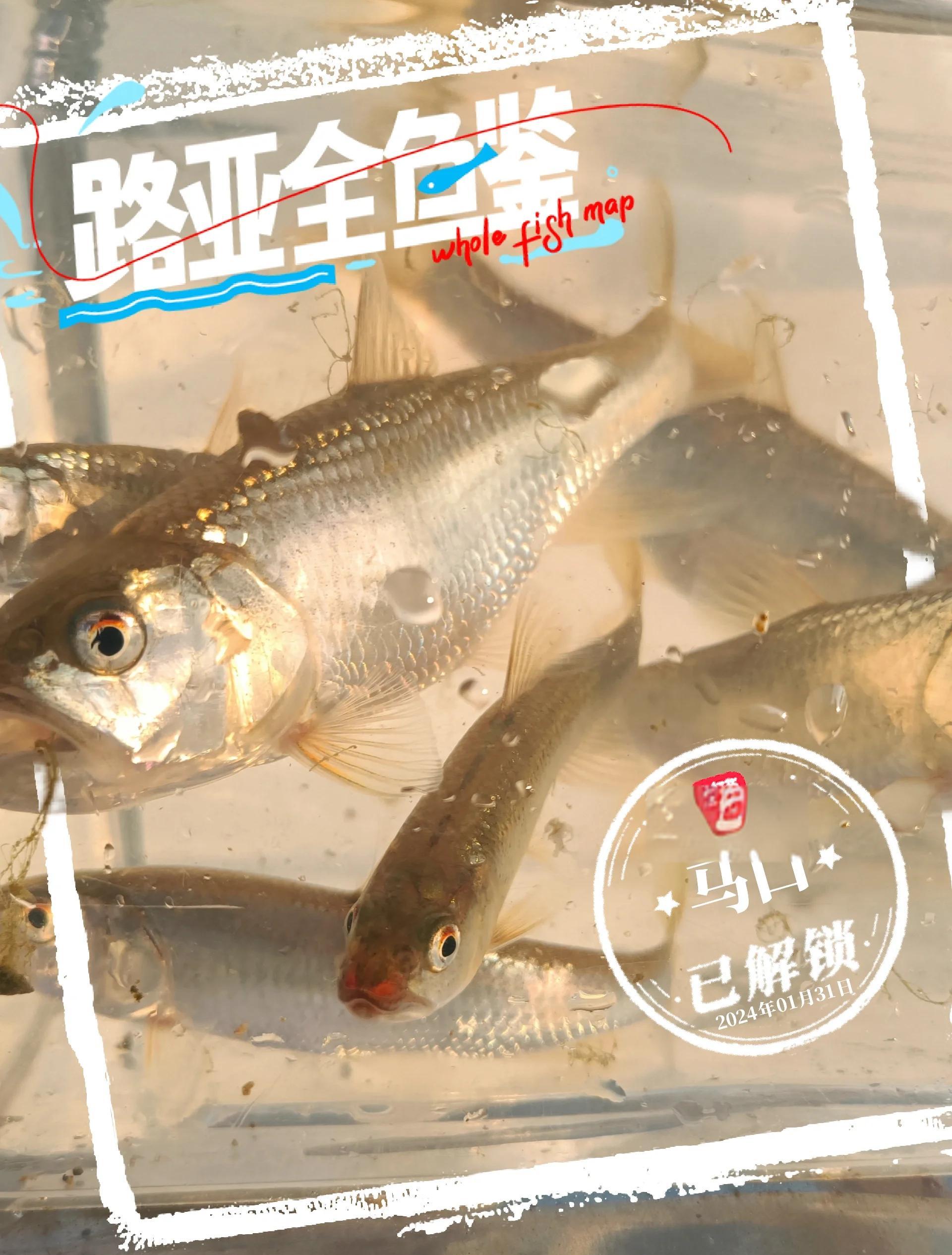 富春江路亚钓点(富春江哪里可以路亚)