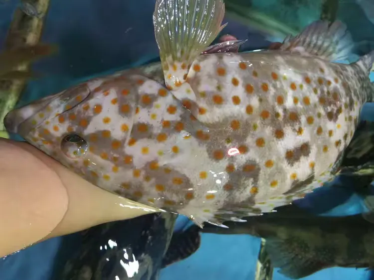 海钓鳝鱼怎么钓(海钓鳝鱼怎么钓的)