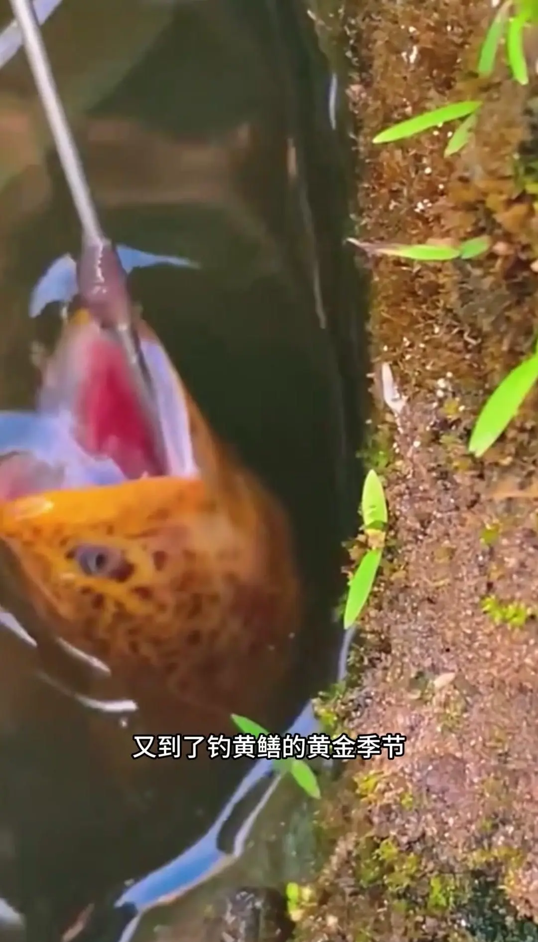 海钓鳝鱼怎么钓(海钓鳝鱼怎么钓的)