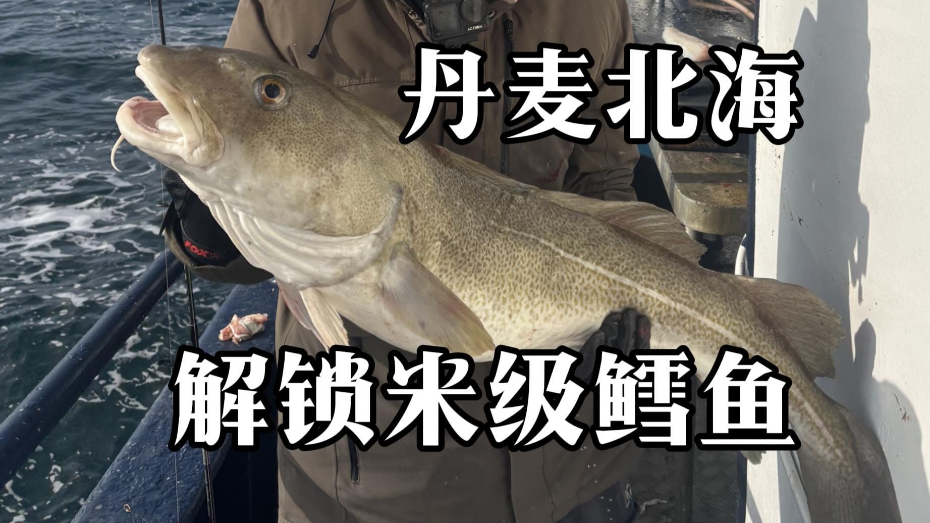 鳕鱼海钓(海钓鳕鱼视频)