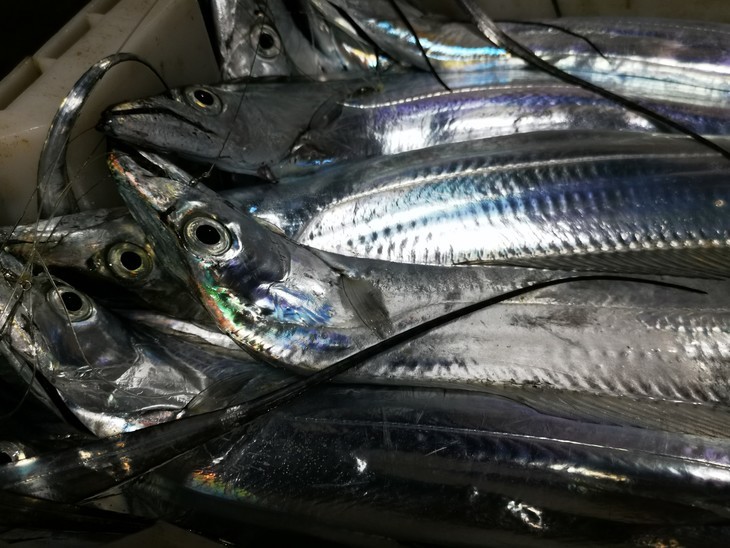 东海钓带特点(2020年东海海钓视频)