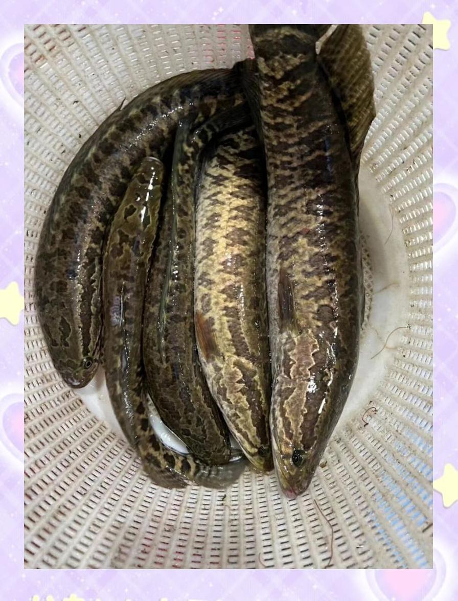 路亚黑鲪(路亚黑鱼钓法技巧视频)