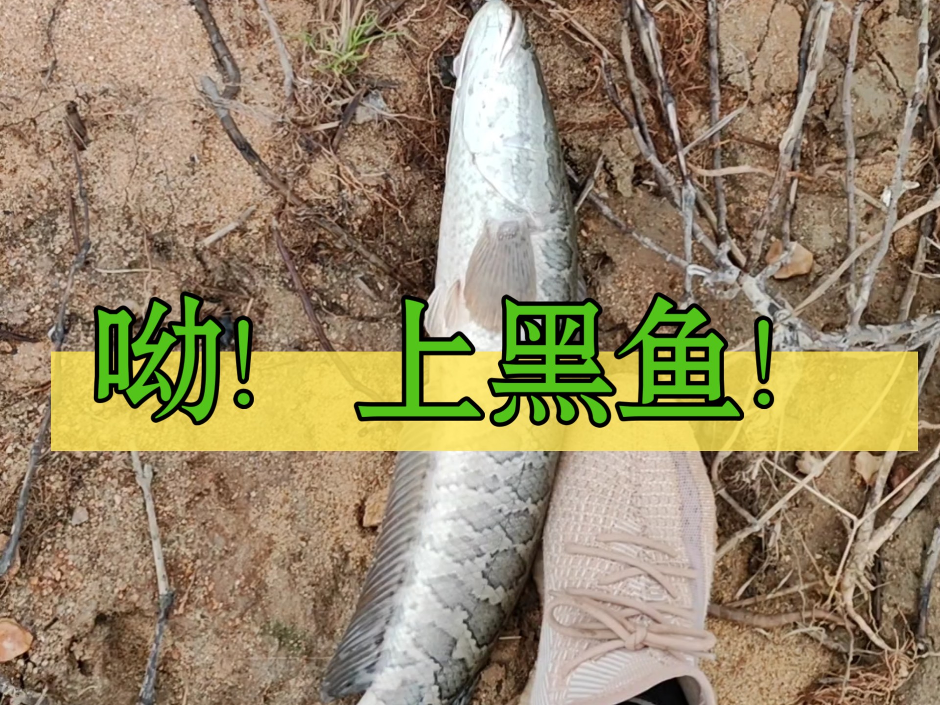 滨州路亚黑鱼(黑鱼养殖场钓鱼)