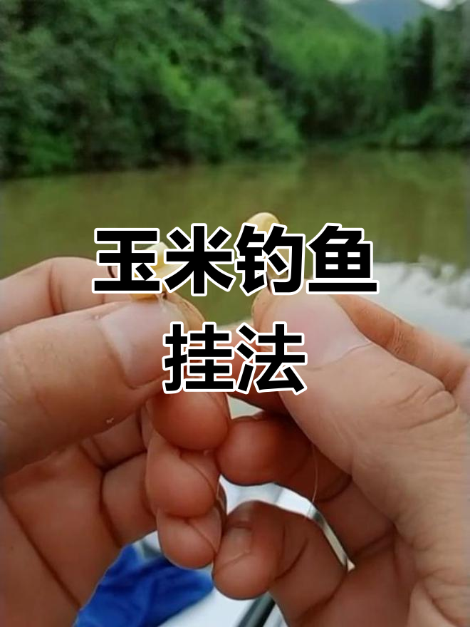 老玉米挂钩技巧(玉米挂钩方法, 竟然也这么讲究!)