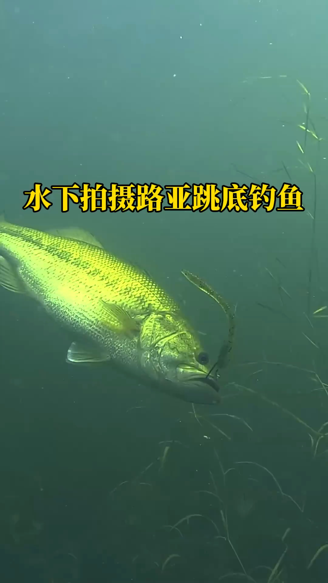 路亚钓甲鱼视频(路亚打甲鱼和甲鱼枪有什么区别)