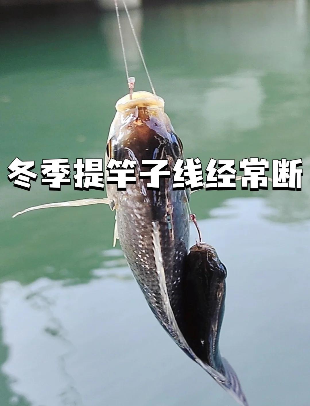 东北冬天北方钓鱼技巧(东北冬天钓鱼用什么饵料好)