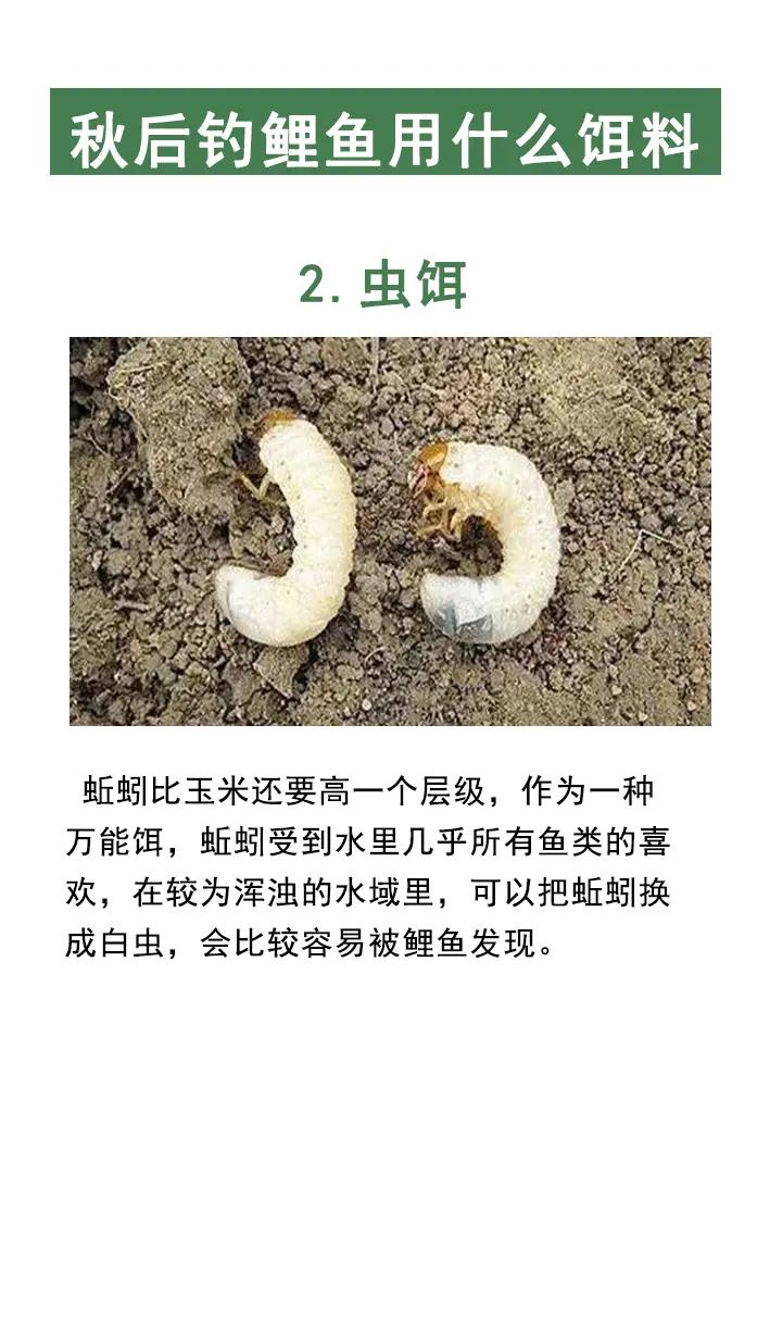 鲤鱼饵料排名(鲤鱼饵料哪个牌子好)