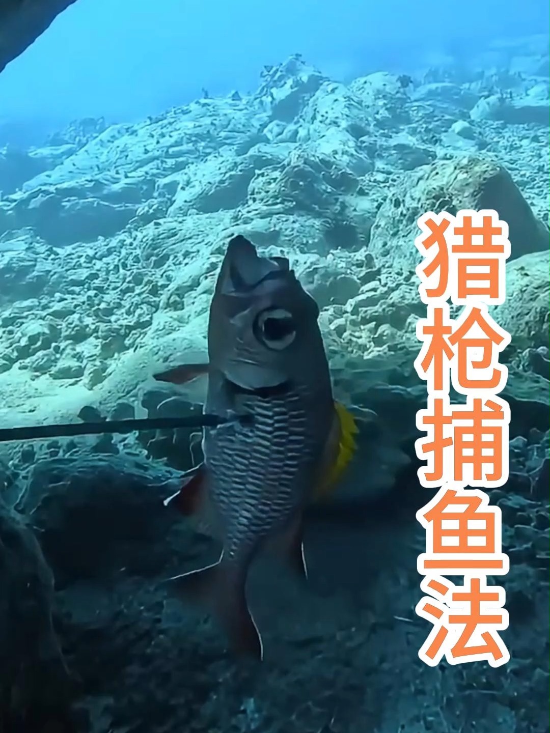 海钓苏眉视频(深海大苏眉鱼多少钱一斤)
