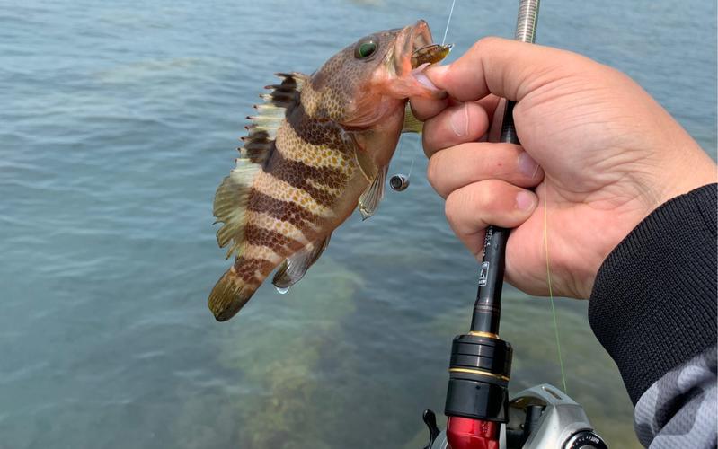 海钓钓鱼节目(海钓钓鱼节目有哪些)