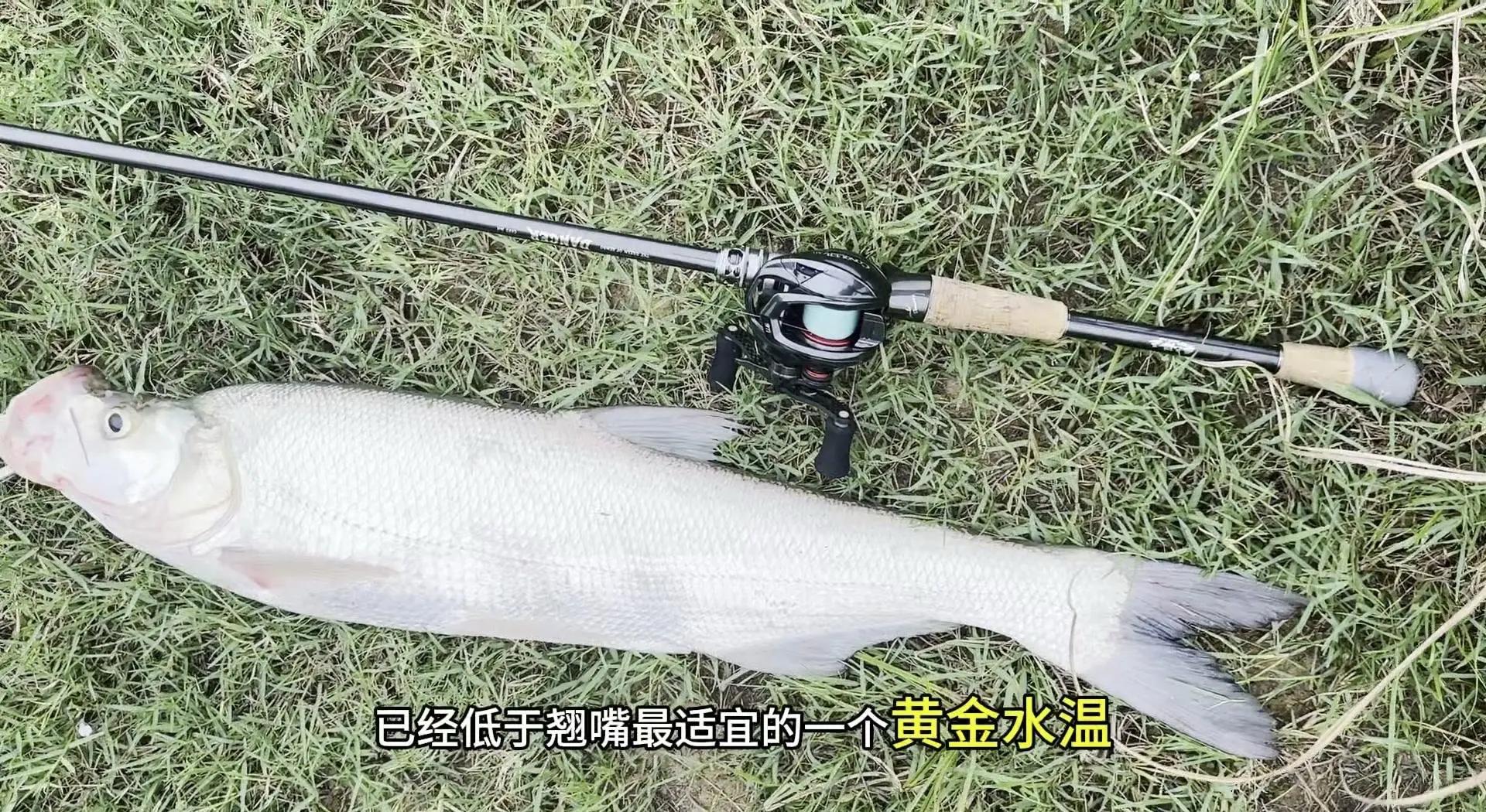 钓红尾翘嘴技巧(野钓红尾翘嘴钓多深)