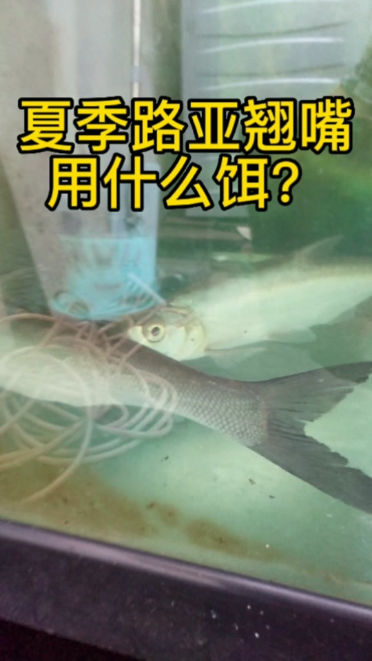 路亚白条翘嘴技巧(路亚白条翘嘴用什么饵)