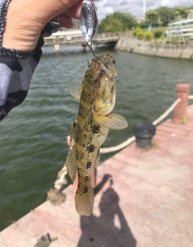 秦皇岛海钓大虾虎鱼(秦皇岛海钓一般都能钓到什么鱼)