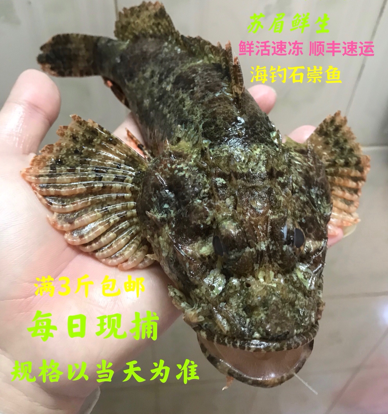 秦皇岛海钓大虾虎鱼(秦皇岛海钓一般都能钓到什么鱼)