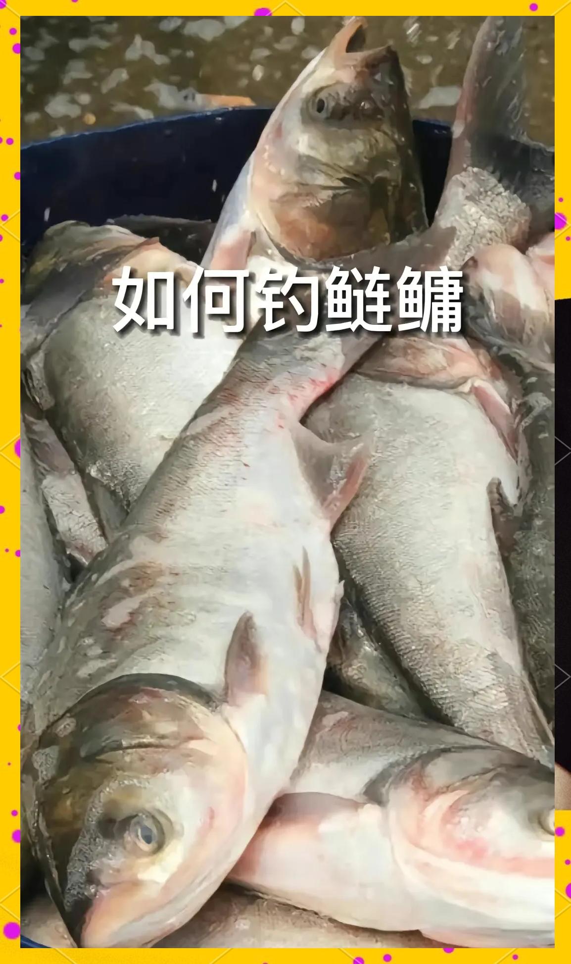 路亚如何钓鳙鱼(路亚钓鳙鱼用什么饵)