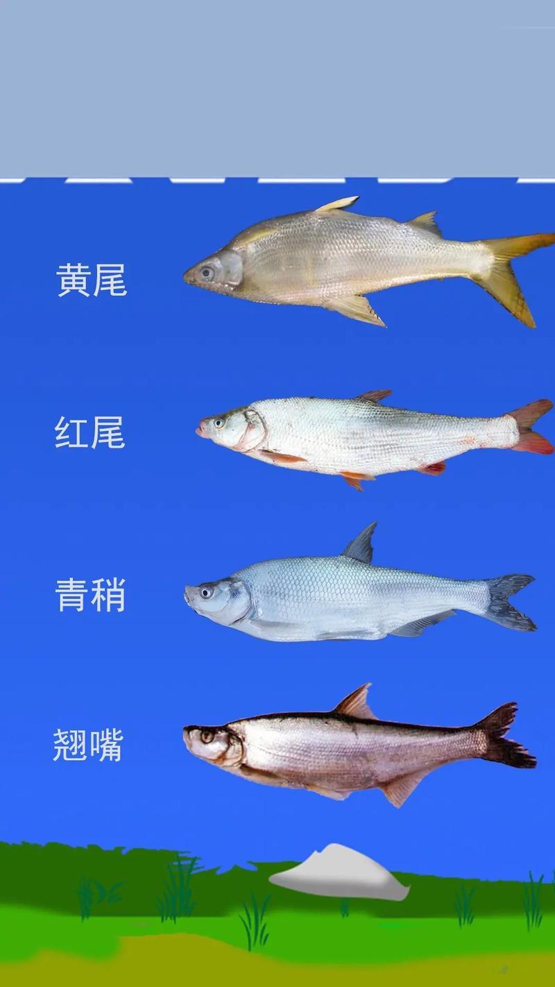 路亚小翘嘴鱼的钓法(路亚小翘嘴什么饵最合适)
