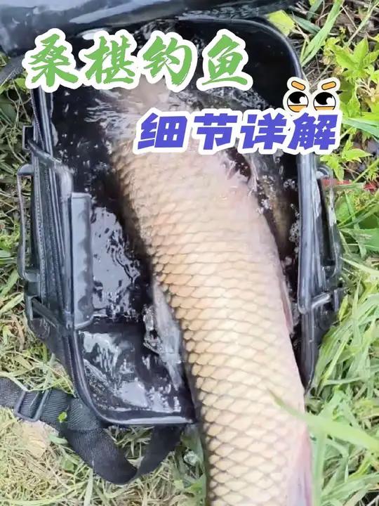 秋季野钓鳊鱼技巧(秋季钓鲻鱼用什么饵料好钓)