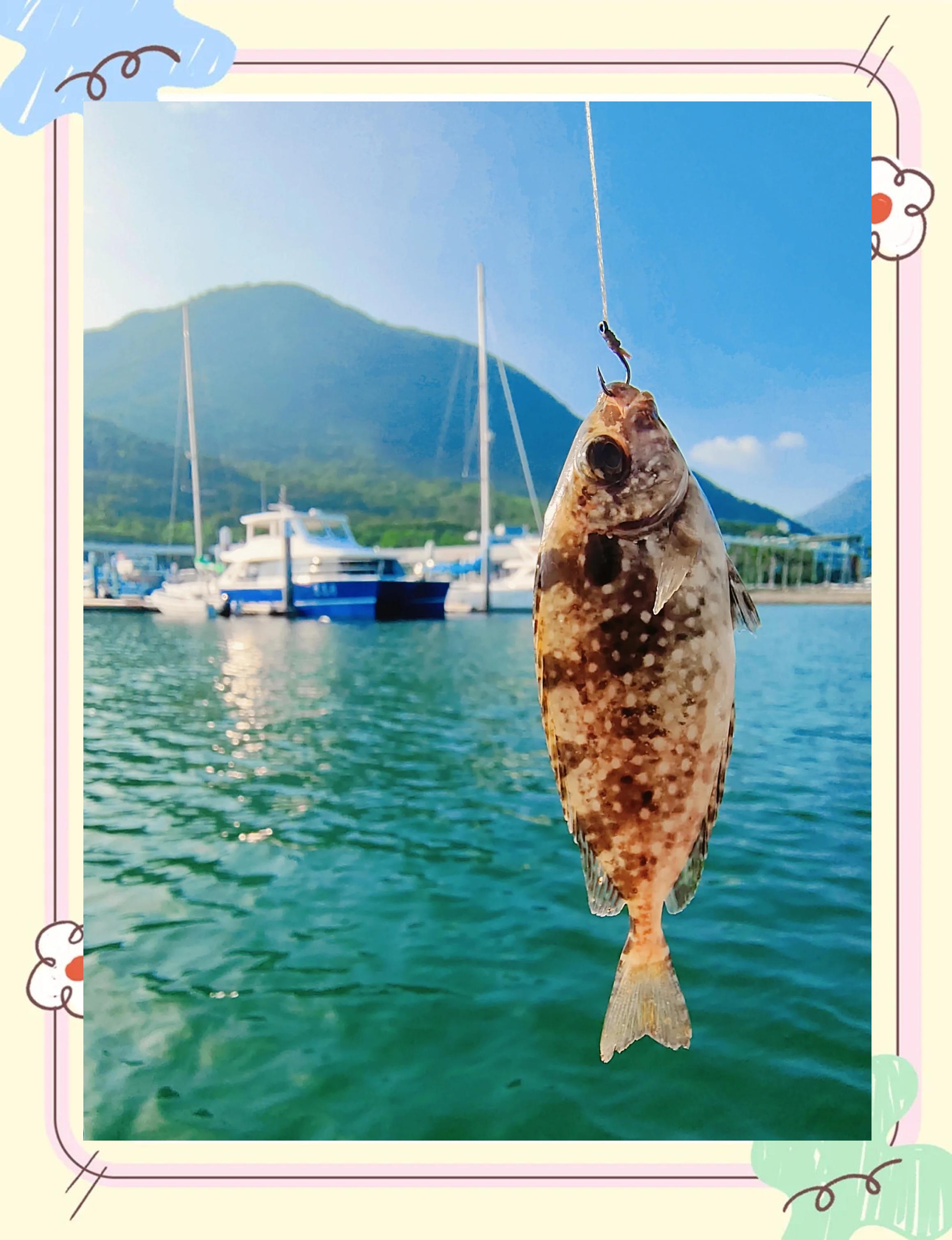 深圳海钓鱼(深圳海钓鱼野钓地点推荐一下)
