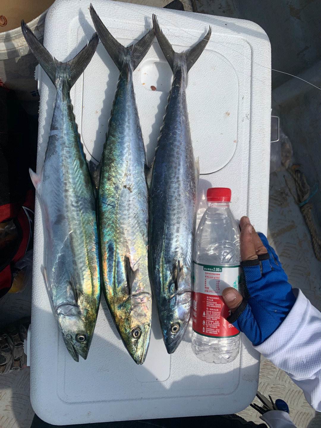 电白海钓哪里钓鱼好(电白海钓最好的几个地方)