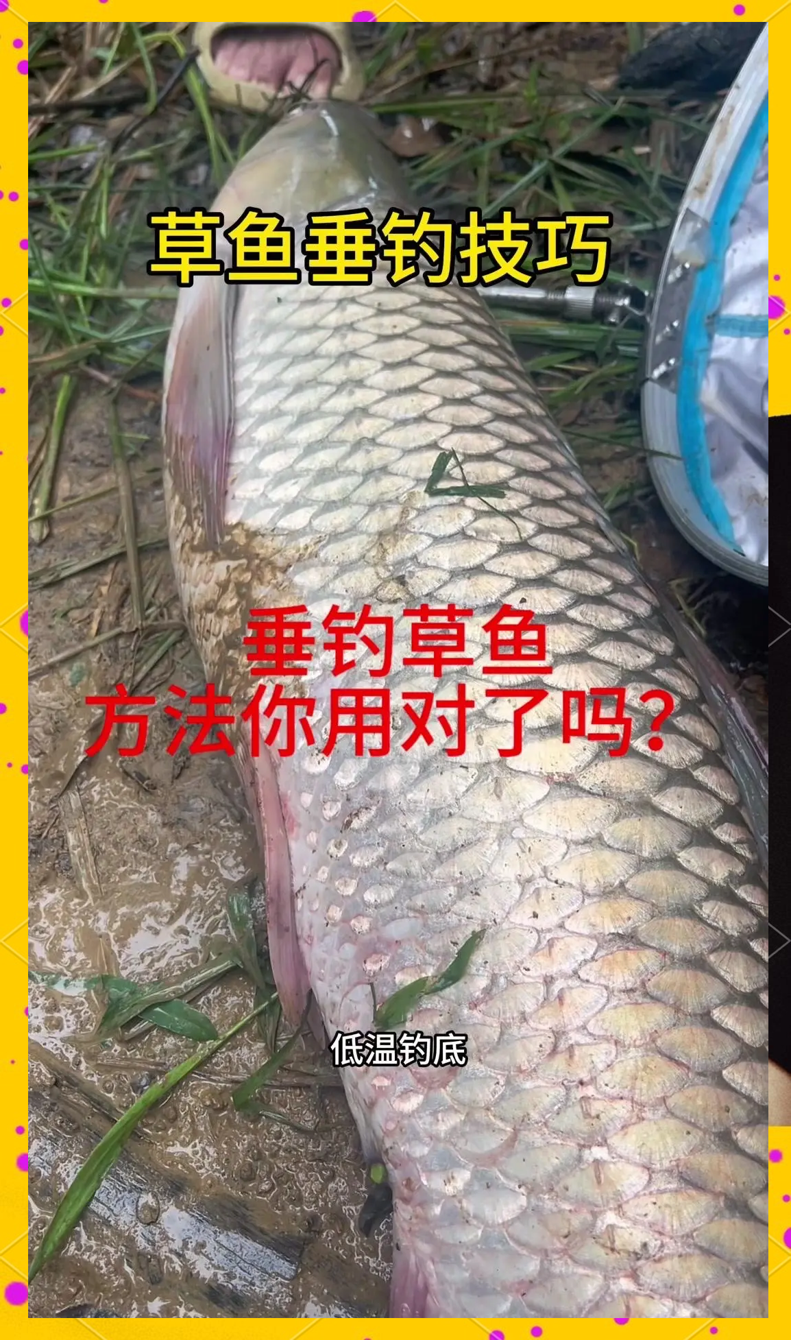 夏季钓草鱼技巧(夏季钓草鱼技巧图解)