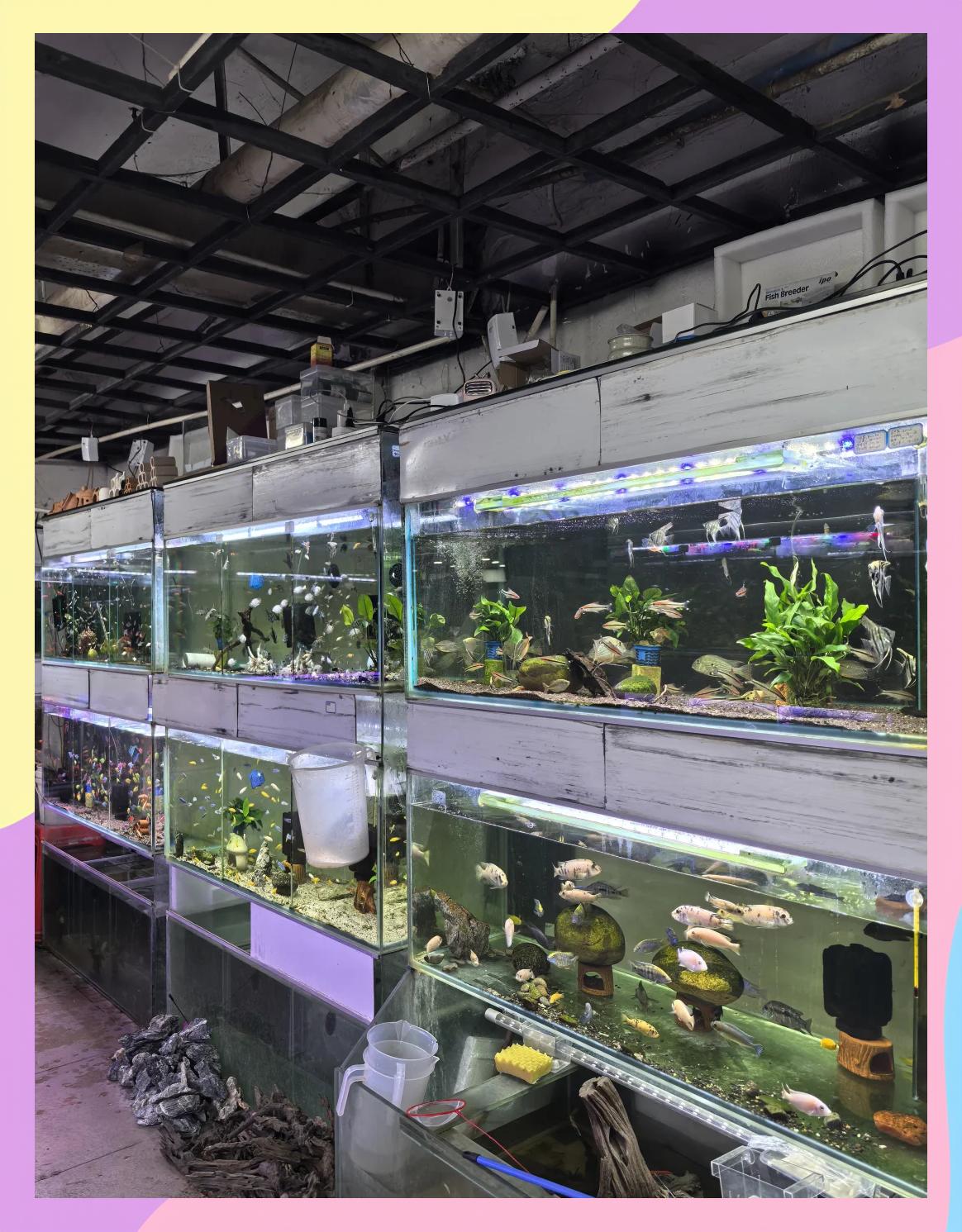 杨家坪有哪些渔具店(重庆鱼具批发市场有哪些地方)