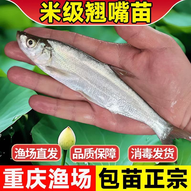 路亚米级翘嘴经验(米级翘嘴用什么路亚竿)