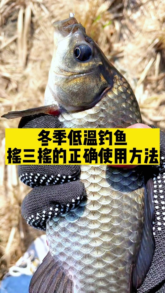 冬季钓鲫鱼技巧知识(冬季钓鲫鱼怎么调漂图解)