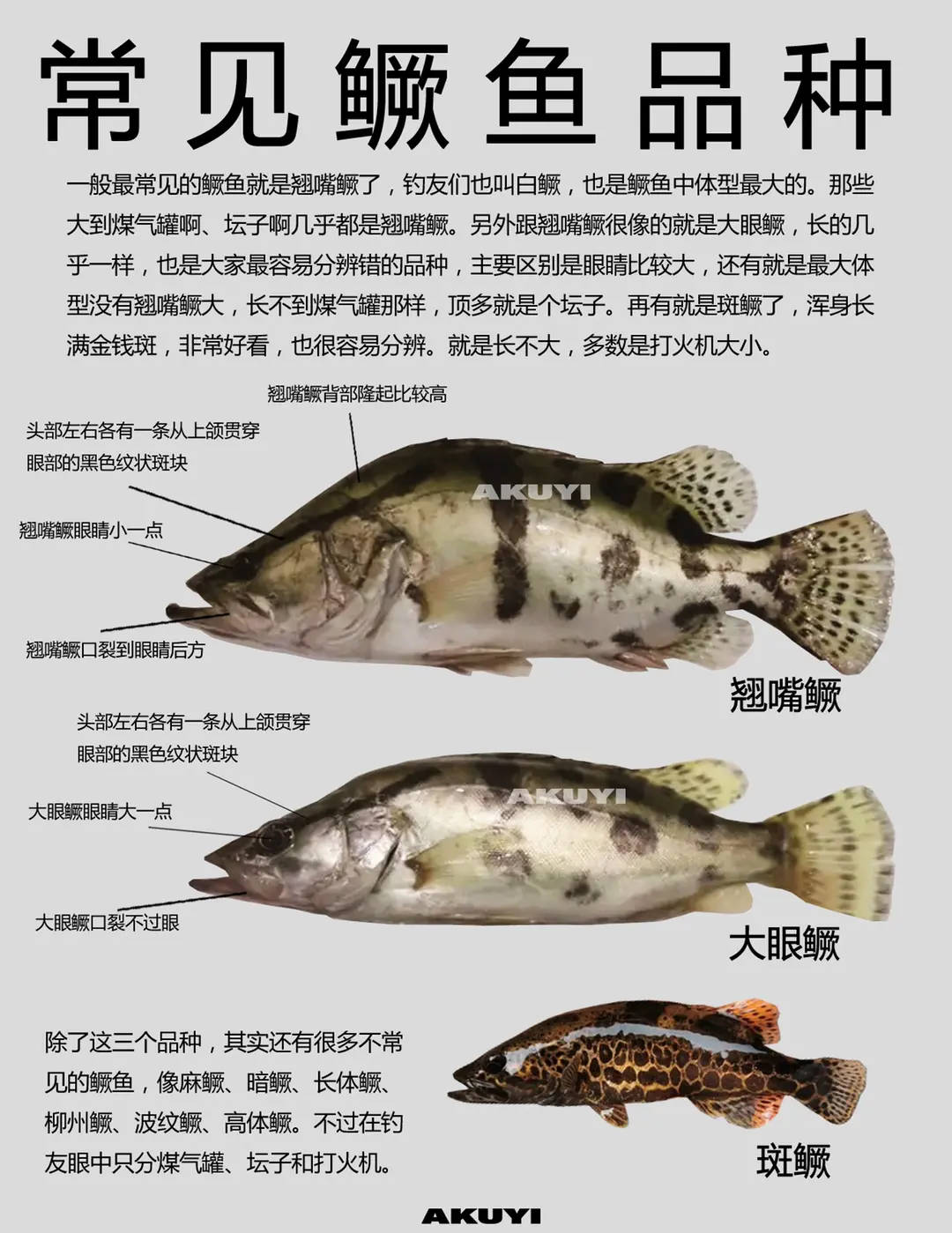 丁桂鱼钓鱼技巧(钓丁桂鱼是钓浮还是钓底)