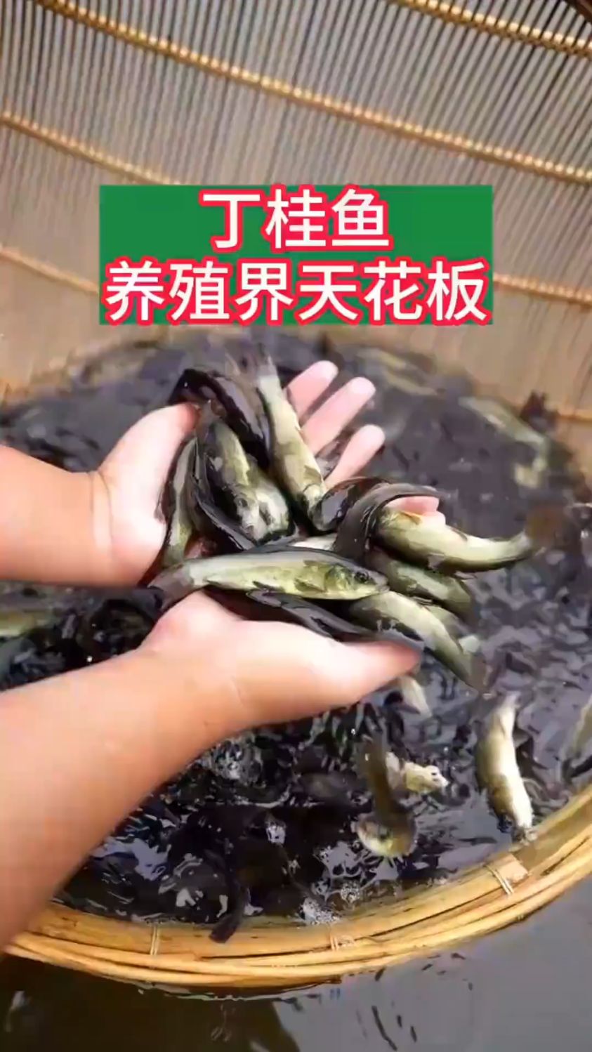 丁桂鱼钓鱼技巧(钓丁桂鱼是钓浮还是钓底)