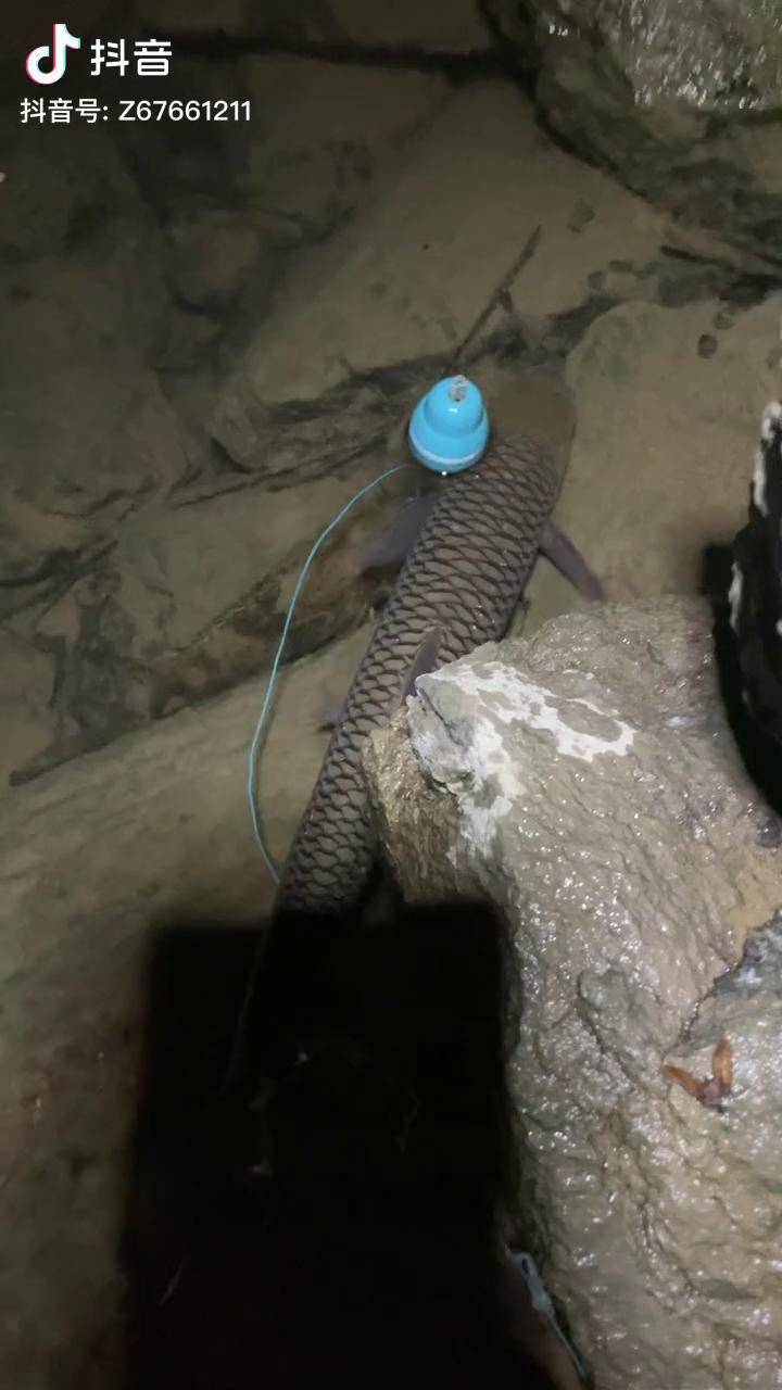 浪路亚(浪尖路亚怎么样)