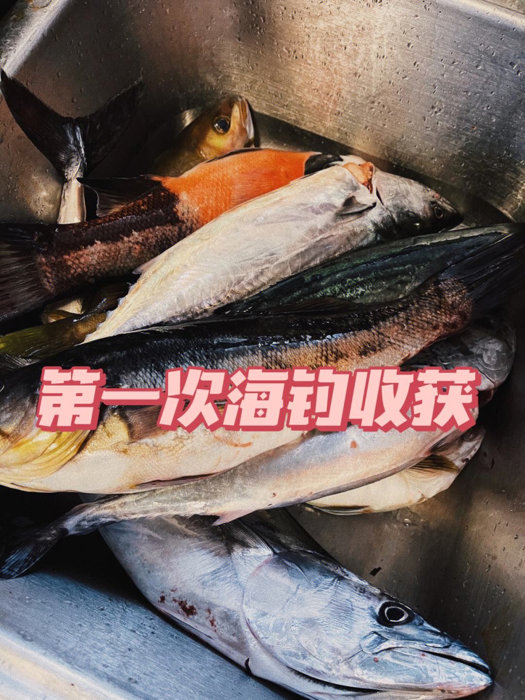 黄骅海钓费用(黄骅海钓俱乐部哪家好)